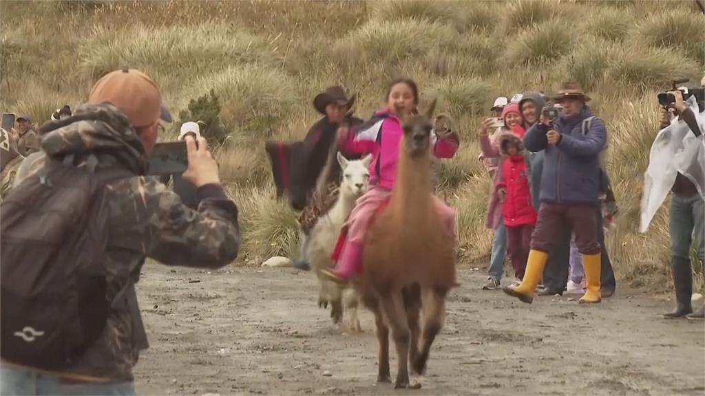 2/2世界濕地日！厄瓜多開辦兒童騎駱馬比賽