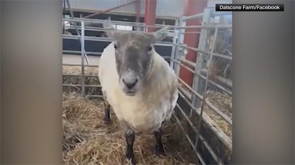 「世界最孤獨的羊」獲救了！　受困懸崖兩年「青草吃到飽」幸福肥