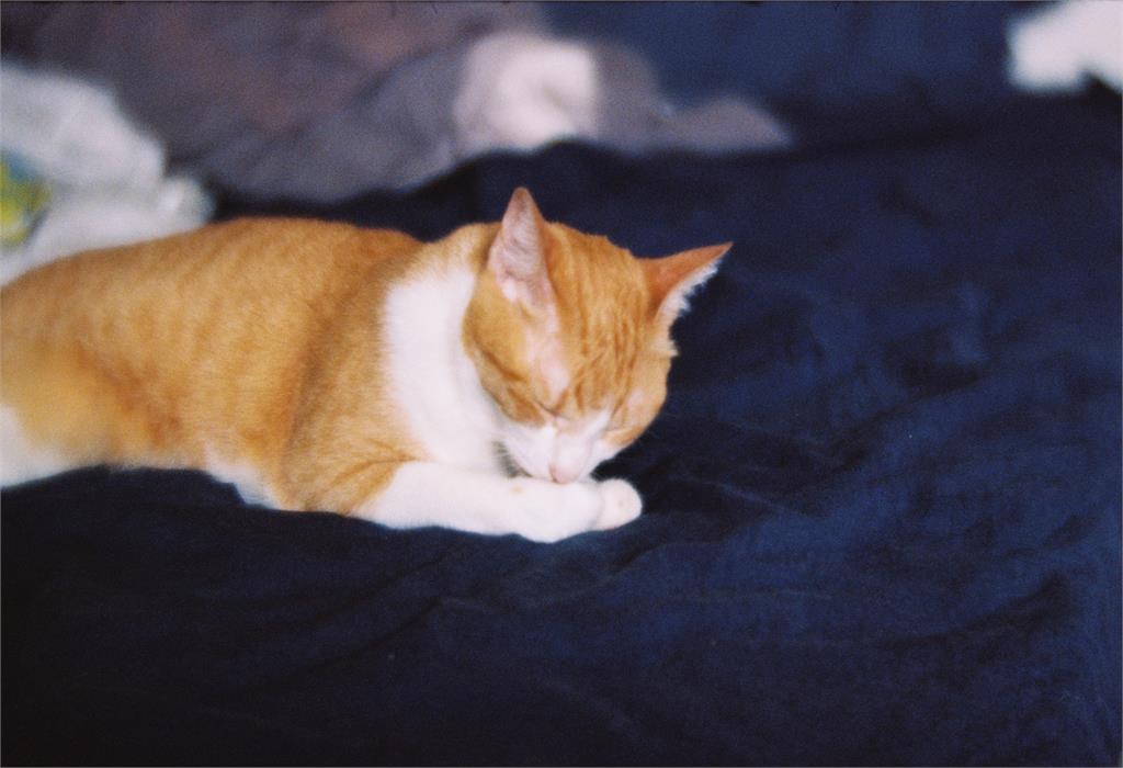 快新聞／貓奴時代來臨！犬貓飼養人口暴增　台灣社會「貓經濟」看漲