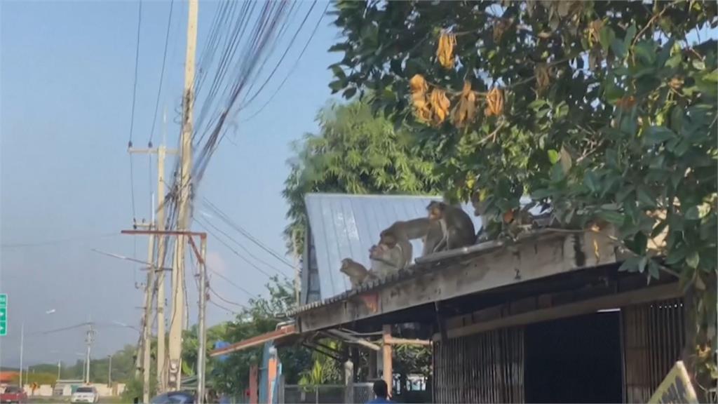 泰國華富里200潑猴大逃獄 闖住家佔領警局