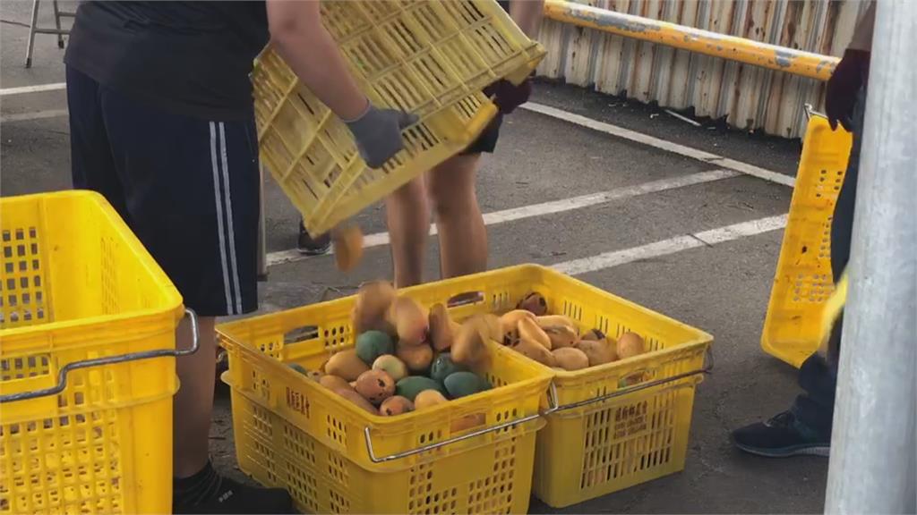 台南今年芒果產量增2成！　農委收購中.小規格每公斤10元