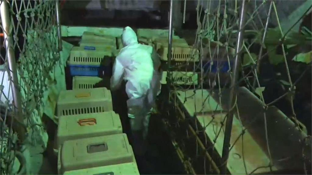 可惡！害154隻喵星人被安樂死　走私船長訊後六萬交保拔腿奔