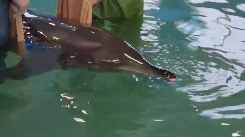 八里海岸3隻海豚擱淺　意外發現1隻海豚懷有身孕