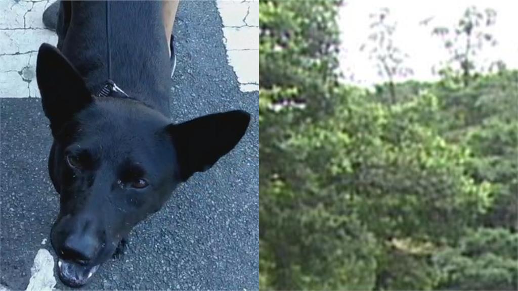 15歲女兒遛狗竟「遭持刀強擄」藏荒地 機警爸靠「手機1功能」勇救人!