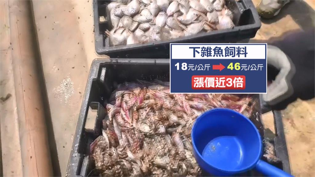 美伊戰火波及養殖業！　下雜魚飼料缺貨　海鮮恐漲價
