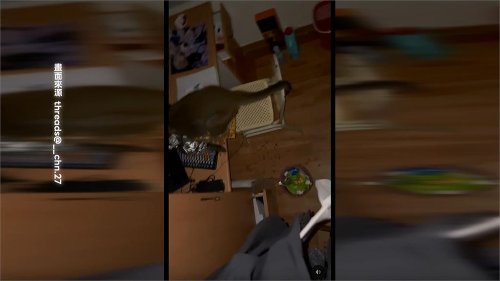 中山大學宿舍被獼猴洗劫！　「大學長」坐書桌忘情吃零食