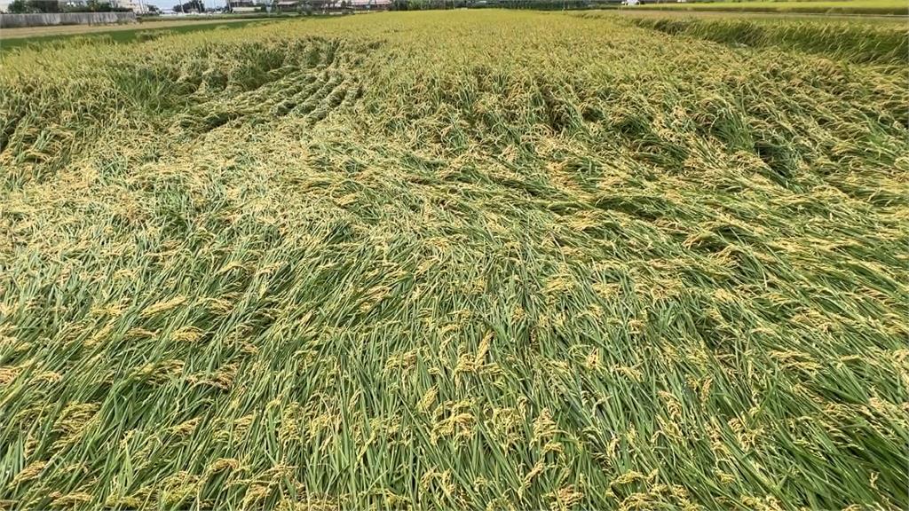 憂天候不穩影響稻作農民搶收　農會：過度搶收反而影響品質