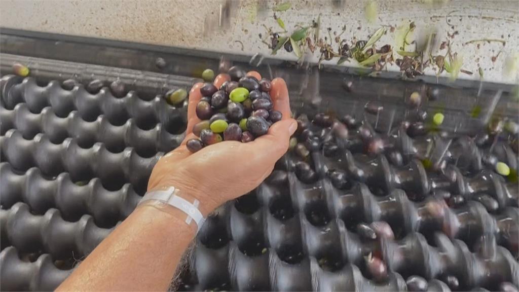 極端氣候影響！　義大利橄欖產量大減80%