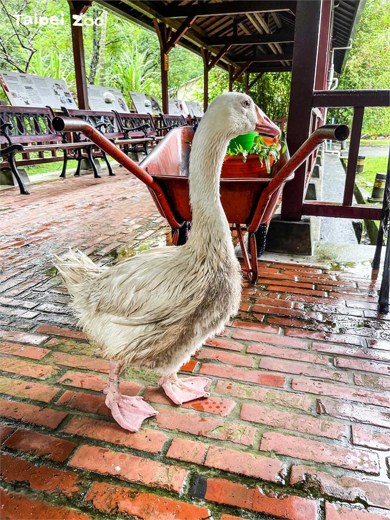 羽毛超髒「醜小鵝」被鵝群排擠、生病了？北市動物園：牠不敢下水洗澡