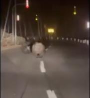 日北海道大棕熊暴衝對車狂追!後方懸崖駕駛嚇壞「打錯檔」驚悚影片曝