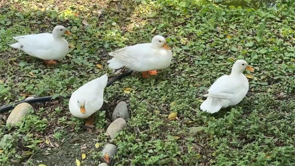 最萌路霸出沒　逢甲商圈鴨霸王悠閒逛大街