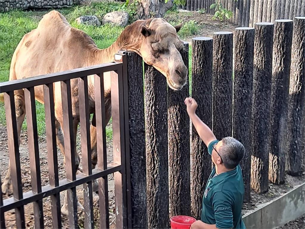 快新聞／15位超級奶爸父親節快樂！　壽山動物園保育員陪非洲象阿里40年如父女