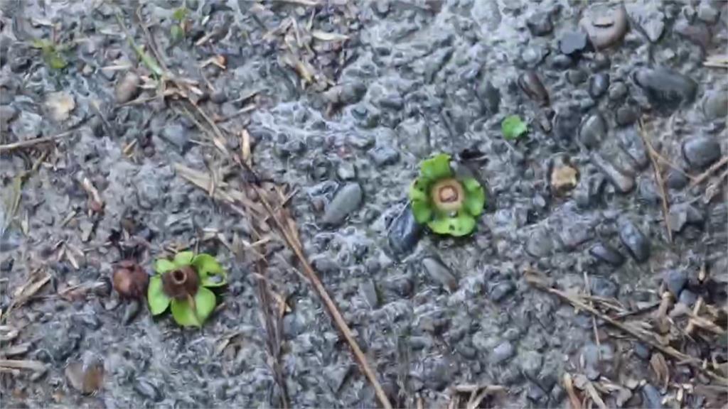 雨炸中部山區！台中和平甜柿、西瓜李落果　南投清境農場休園
