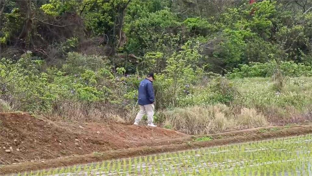 狒狒仍在出逃中「楊梅菜園疑被偷吃」　出動麻醉槍、熱顯像無人機追捕