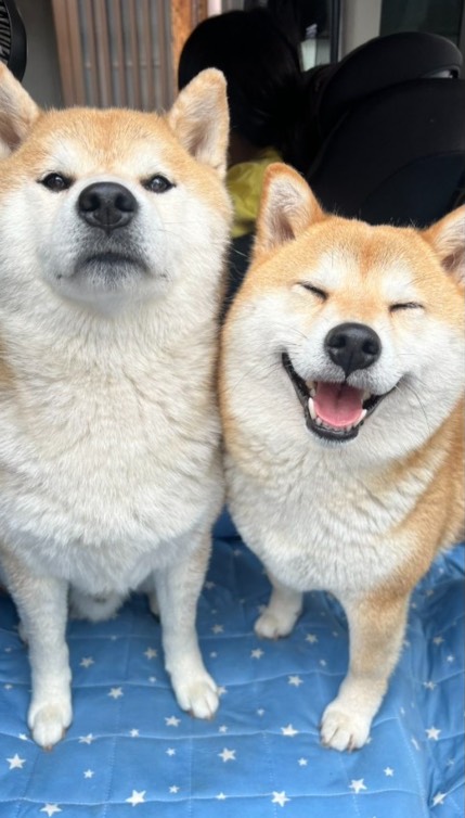 柴犬式任性有多固執？穿雨衣下秒做「1行為」　飼主淋成落湯雞網笑翻