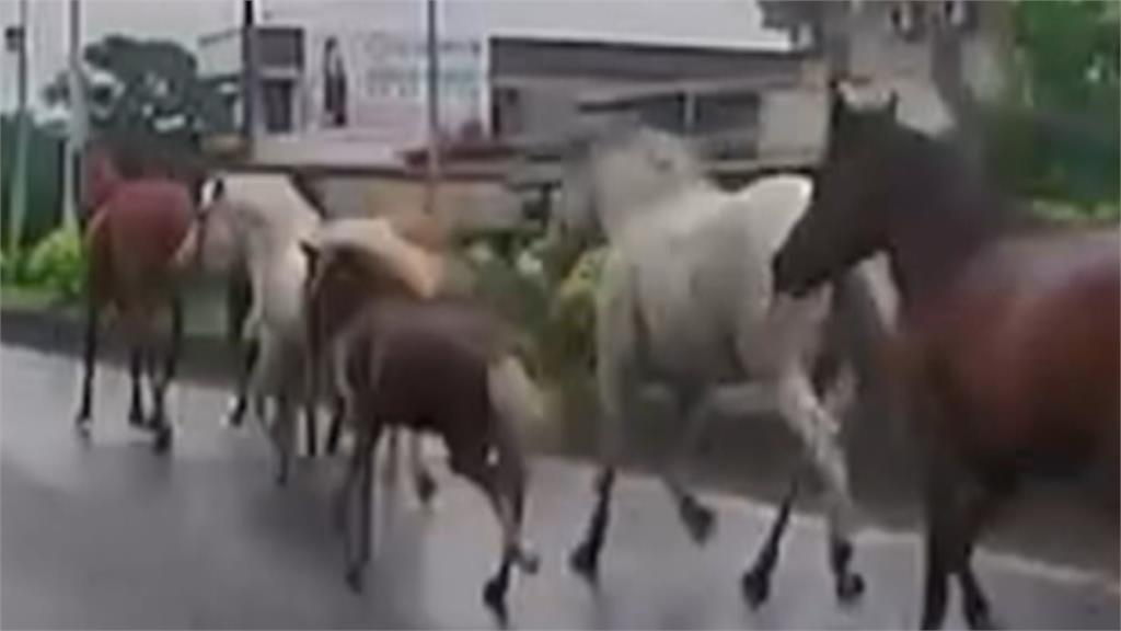 馬路上有馬! 宜蘭7匹馬兒"逆向逛大街" 目擊駕駛傻眼