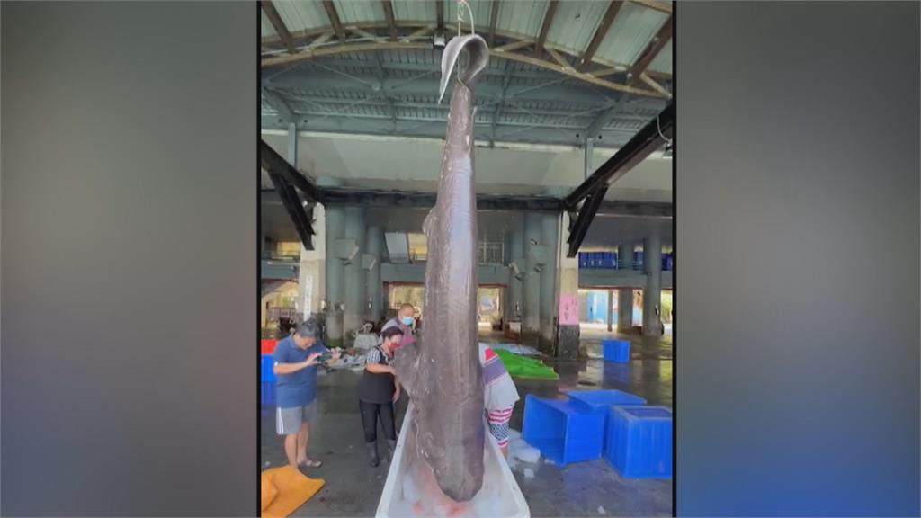 罕見！漁民捕到近4尺長「灰六鰓鯊」品種比恐龍還老