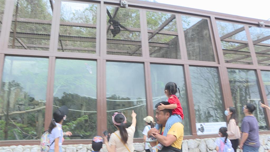 這裡的狒狒1隻都沒少! 兒童節祭免費優惠邀入園
