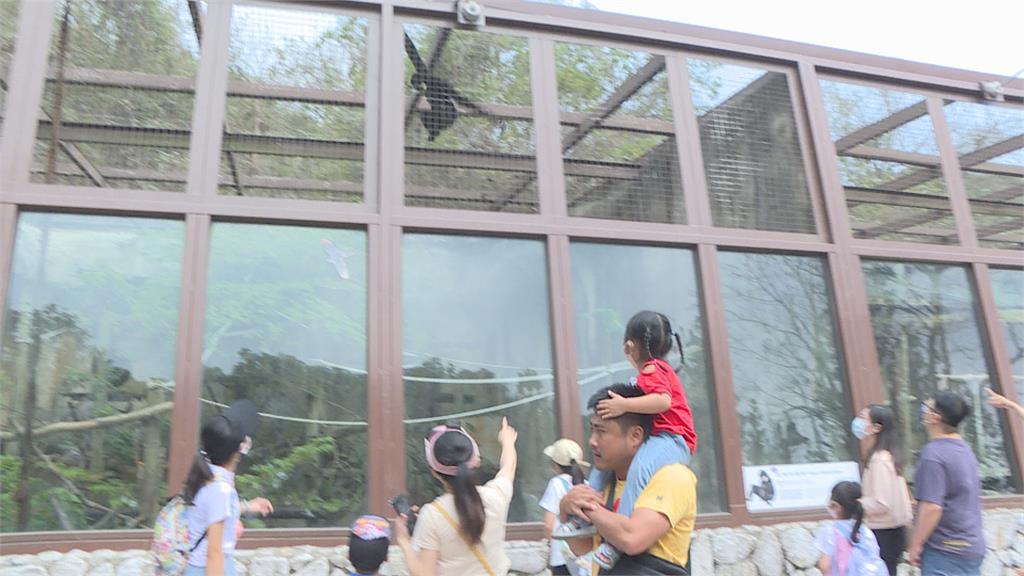 這裡的狒狒1隻都沒少！　兒童節祭免費優惠邀入園