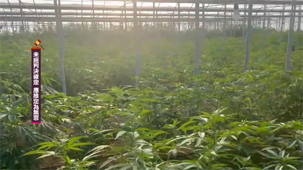 香蕉田掩護　最大戶外溫室大麻園市價超過10億