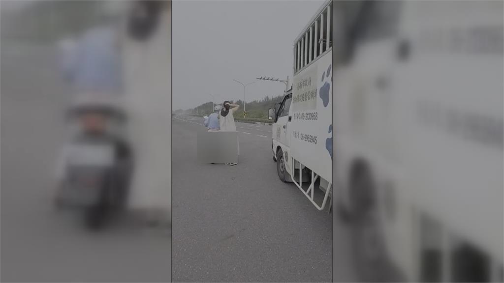 流浪犬攻擊馬匹釀3死2傷! 動保處遭愛狗人士阻攔
