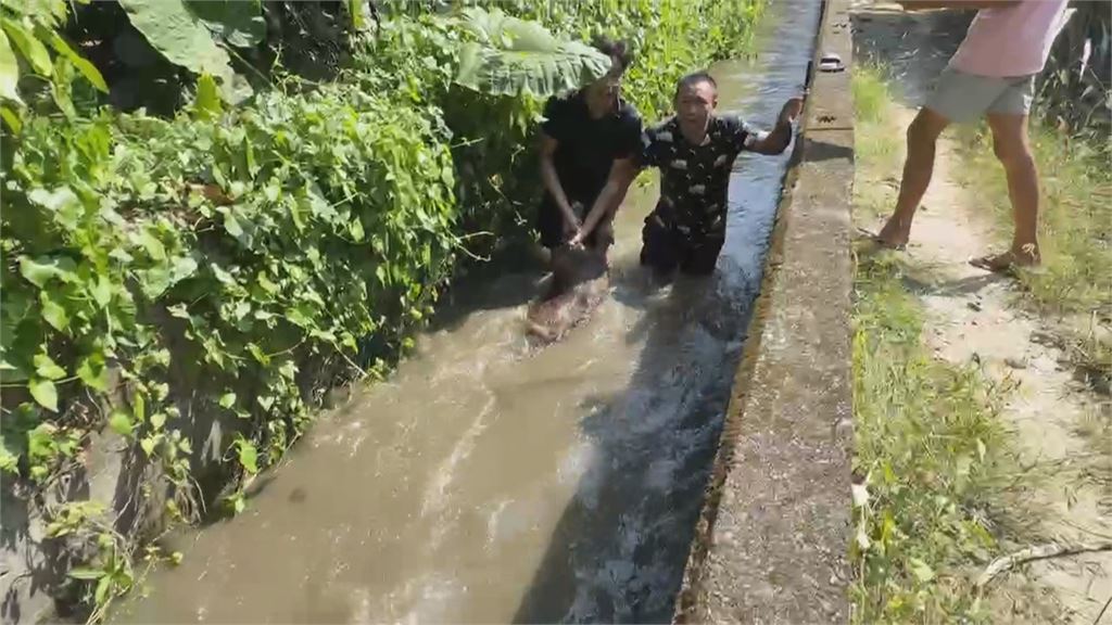 南投竹山卡皮巴拉脫逃潛水　2熱心民眾跳溝圍捕