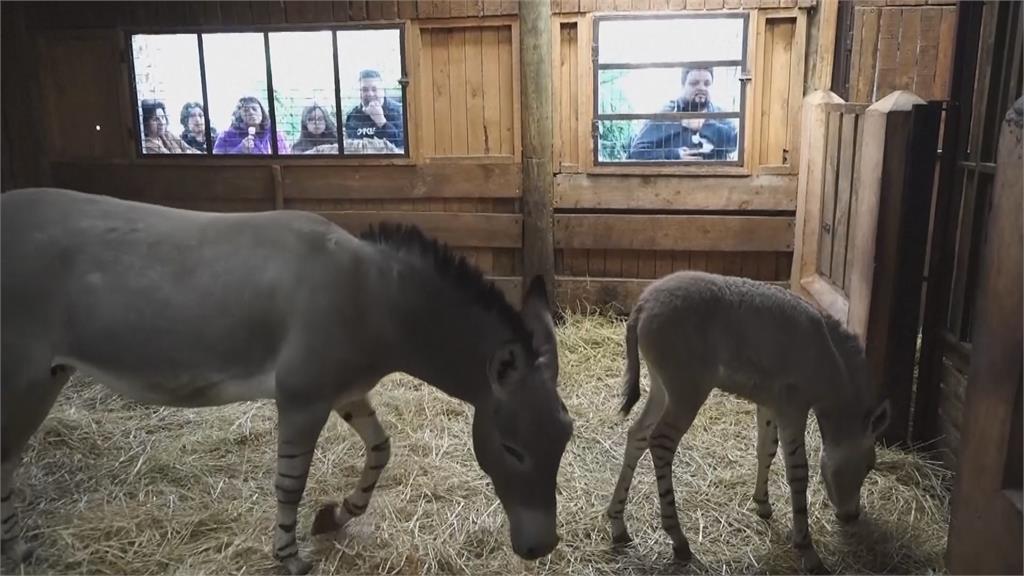 有藥用價值!索馬利野驢全球不到200隻 智利動物園小小驢出生超萌