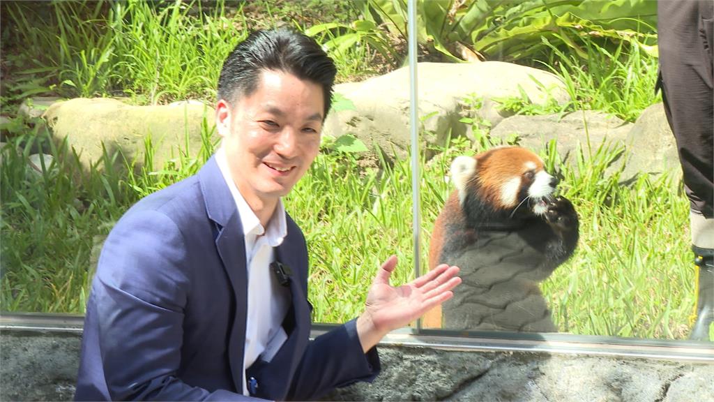 小貓熊亮相！上海團來台遭擋？　陸委會：北市府沒申請