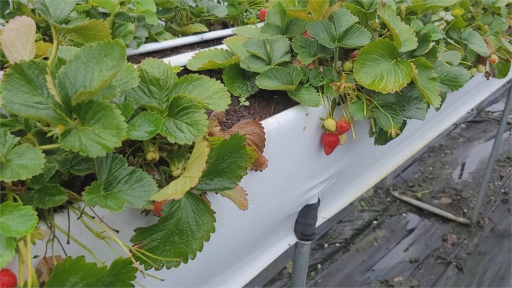 春雨前夕拯救草莓大作戰　莓農強震中搶收