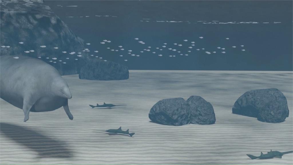 新發現史前巨型「秘魯鯨」　比藍鯨重2倍！最重達340公噸