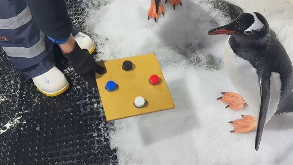 最新研究! 企鵝偏好白色 專家籲:減少使用白色塑膠