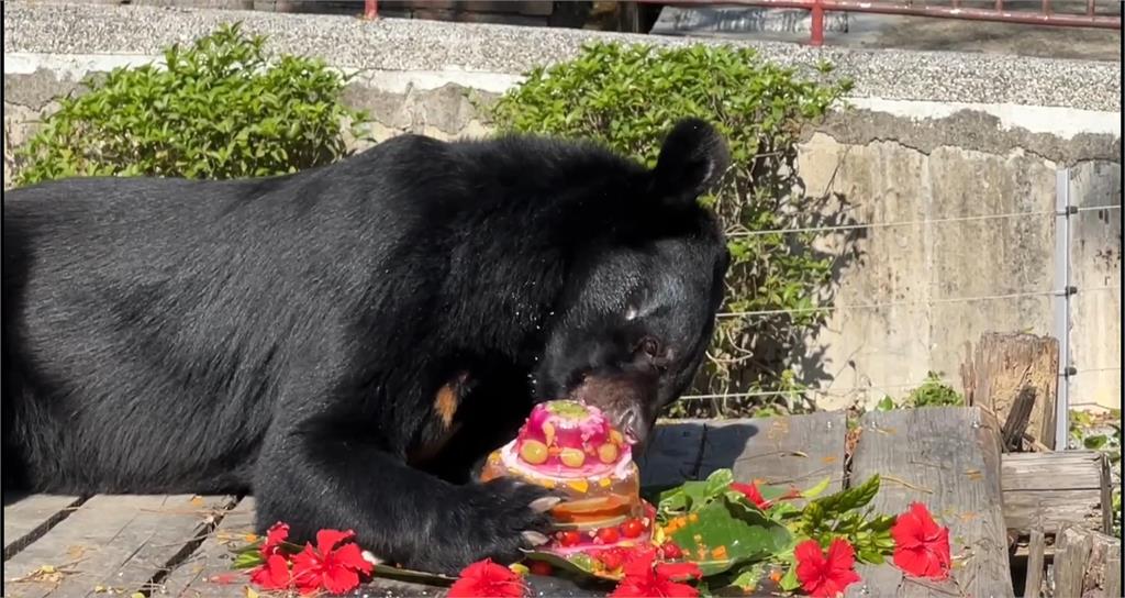 快新聞／不是工讀生裝的！黑熊「波比」慶18歲生日開心吃蛋糕