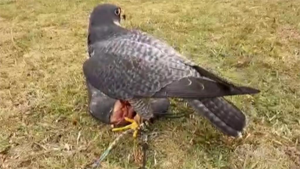 俯衝時速破300公里！　飼主PO文協尋一級保育類「遊隼」