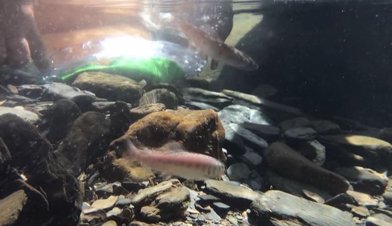 完成最後一塊保育拼圖　　國寶魚野放繁殖量驚人