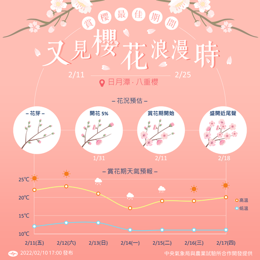 天氣一次看！氣象局首推櫻花預報　曝「這9天」為最佳賞櫻日