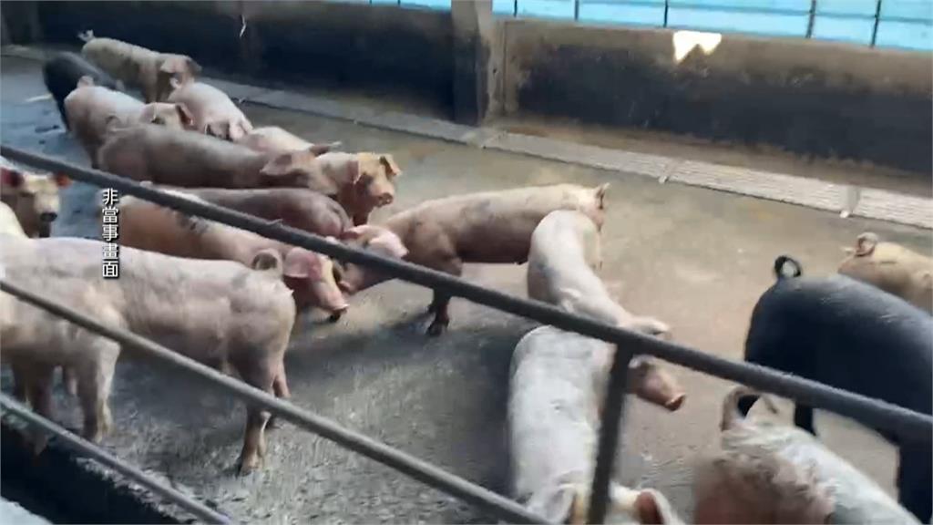 豬事不順!非洲豬瘟燒到新北市 泰山養豬場偷餵廚餘