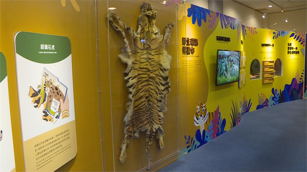 木柵動物園推虎年生肖特展　宣導保育重要性