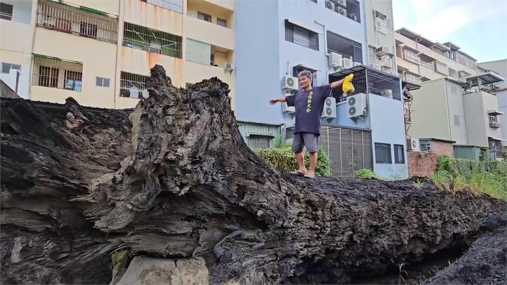 烏木博物館館藏價值近百億!「烏木變黑金」價格驚人