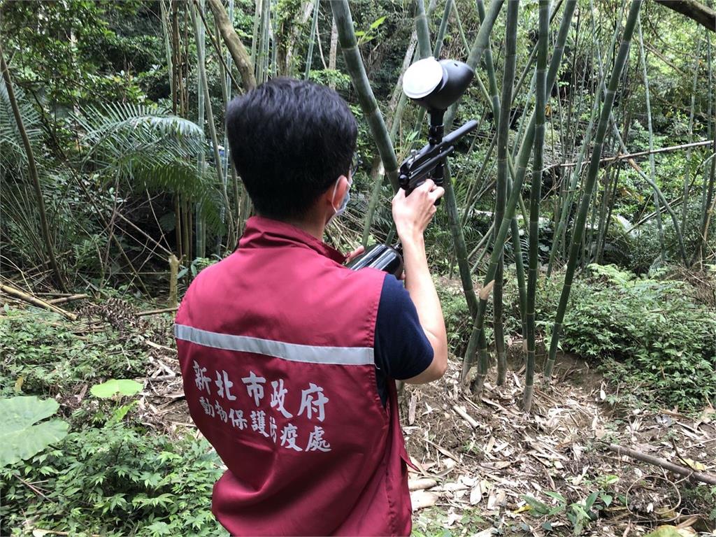 快新聞／小獼猴大鬧新北三重！車上跳來跳去超頑皮　最後靠「它」誘捕成功