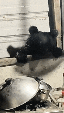 不只日本「熊出沒」！花蓮立山驚見「台灣黑熊」鑽窗覓食：太瘦了