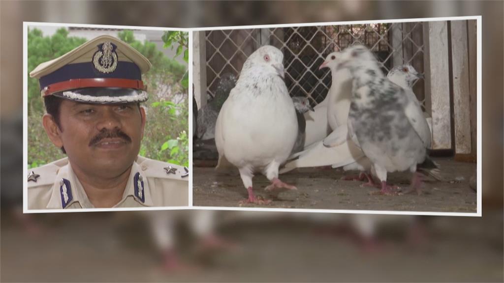 歷史古老通訊方式　印度一警局仍保留飛鴿傳書
