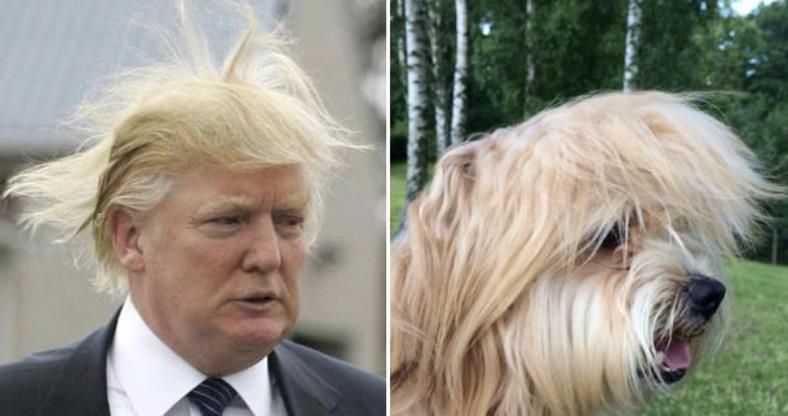 愛犬俊顏「登日本熱搜」6百萬人瘋看!全場一看秒懂:志村健轉世?