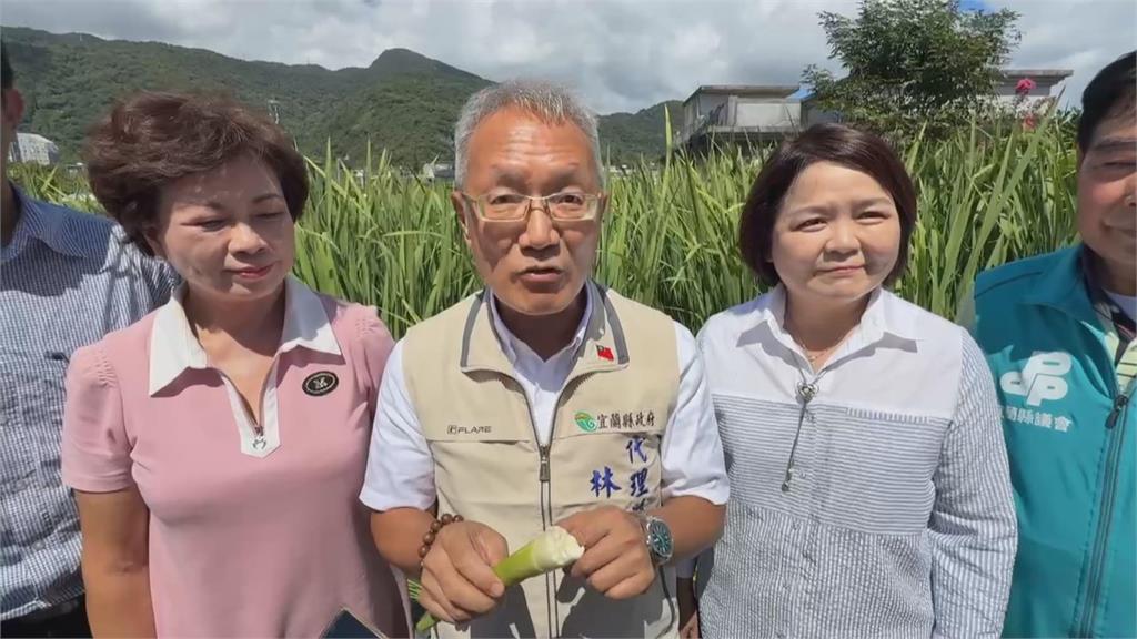 茭白筍產季來臨！　礁溪溫泉美人腿、桃園甜度王大受好評