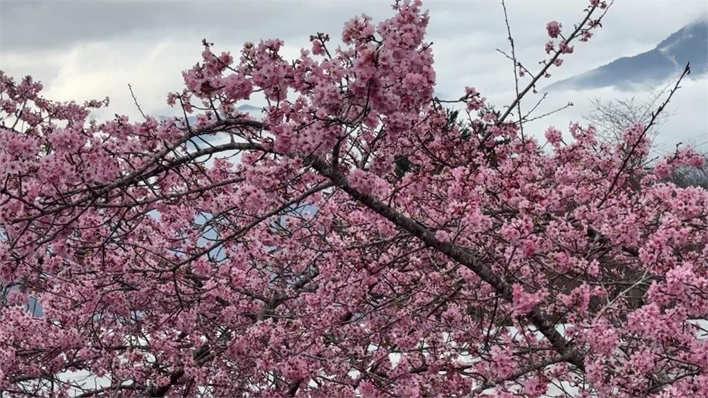 信義鄉群「櫻」綻放　櫻花.李花盛開7成吸遊客拍照打卡