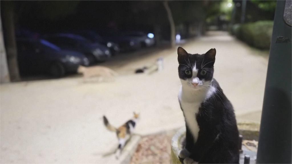 賽普勒斯島上「一百萬隻貓」 政府擔心貓咪福祉與生態問題