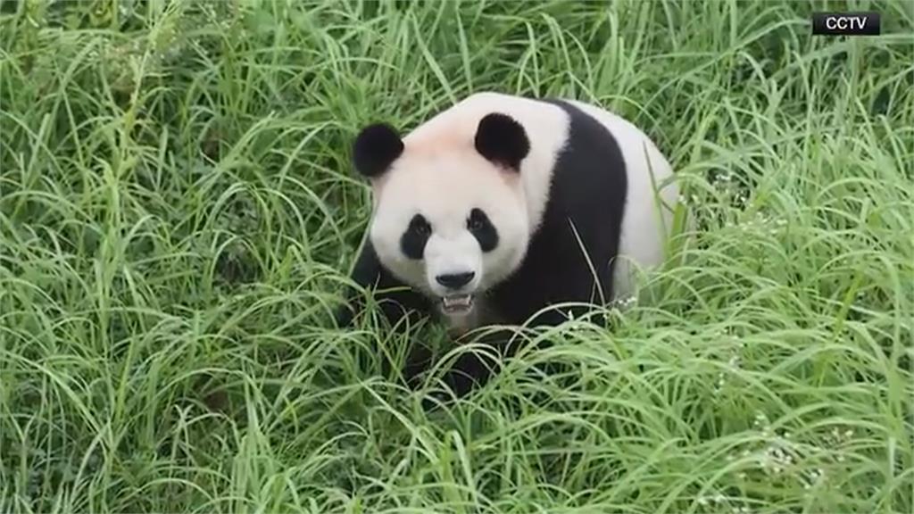 川習會結束！中國兩貓熊抵美　外媒：貓熊外交影響大不如前