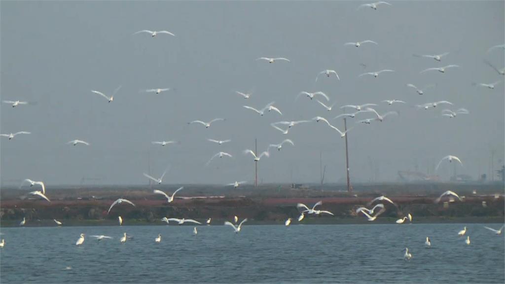 魚塭成鳥類Buffet樂園　台南推獎勵政策成功復育黑面琵鷺