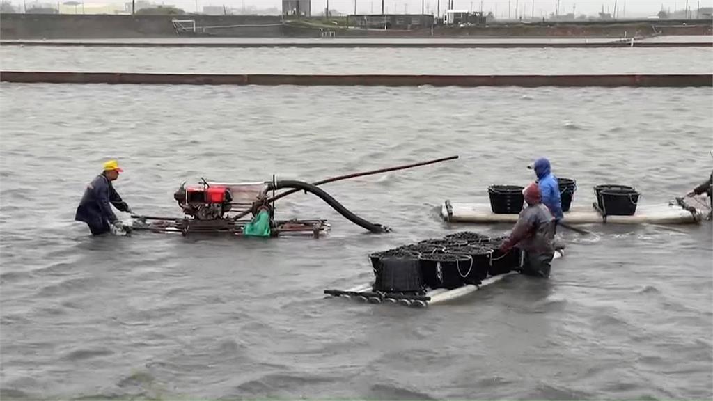 杜蘇芮發威！養殖業抽水設備全毀　漁民憂降雨影響水池鹽度搶收文蛤