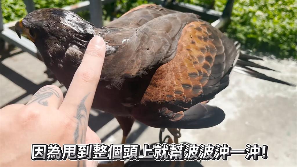 路太晃了!栗翅鷹搭車頭暈狂吐不止 主人見滿車嘔吐物好心疼