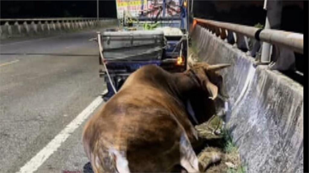 疑虐待黃牛致傷?　飼主喊冤:牽去"配種"途中走到受傷
